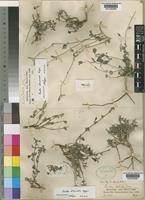 Lectotype of Ruellia dioscoridis Napper [family ACANTHACEAE]