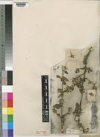 Type of Barleria crassa C.B.Clarke [family ACANTHACEAE]