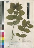 Holotype of Neuracanthus africanus T.Anderson ex S.Moore var. ruahae Bidgood & Brummitt [family ACANTHACEAE]