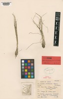 Isotype of Isoetes panchananii D.D.Pant & G.K.Srivast. [family ISOETACEAE]