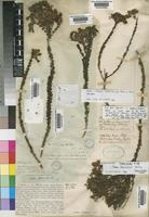 Selago luxurians Choisy [family SCROPHULARIACEAE]