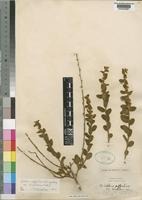 Seddera suffruticosa (Schinz) Hallier f. var. hirsutissima Hallier f. [family CONVOLVULACEAE]