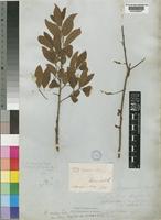 Type of Hymenocardia acida Tul. [family EUPHORBIACEAE]