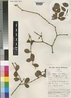 Taxillus wiensii Polhill [family LORANTHACEAE]