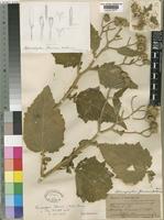 Anisopappus kirkii (Oliv.) Brenan [family COMPOSITAE]