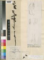 Eulophia nyasae Rendle [family ORCHIDACEAE]