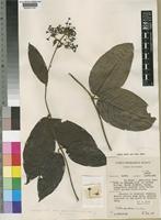 Rutidea nigerica Bridson [family RUBIACEAE]