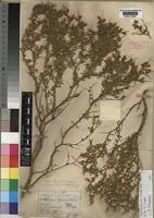 Type of Melolobium decorum Dummer [family LEGUMINOSAE-PAPILIONOIDEAE]
