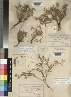 Lectotype of Lotononis laxa Eckl. & Zeyh. var. multiflora Dummer [family LEGUMINOSAE-PAPILIONOIDEAE]