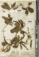 Terminalia brownii Fresen. [family COMBRETACEAE]