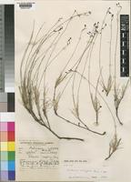 Type of Kohautia densifolia Bremek. [family RUBIACEAE]
