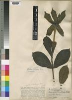 Adenorandia kalbreyeri (Hiern) Robbr. & Bridson [family RUBIACEAE]