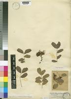 Schotia brachypetala Sond. [family LEGUMINOSAE-CAESALPINIOIDEAE]
