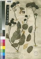 Guibourtia coleosperma (Benth.) J.Léonard [family LEGUMINOSAE-CAESALPINIOIDEAE]