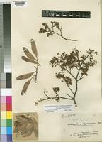Syntype of Neoapaloxylon madagascariense (Drake) Rauschert [family LEGUMINOSAE-CAESALPINIOIDEAE]