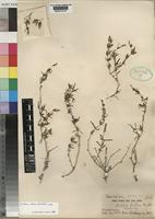 Justicia odora (Forssk.) Vahl [family ACANTHACEAE]