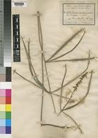Type of Eriosema linifolium Baker f. [family LEGUMINOSAE-PAPILIONOIDEAE]