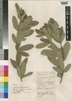 Isotype of Eriosema pauciflorum Klotzsch var. robustum Verdc. [family LEGUMINOSAE-PAPILIONOIDEAE]