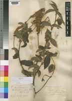Eriosema montanum Baker f. var. montanum [family LEGUMINOSAE-PAPILIONOIDEAE]