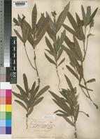 Type of Eriosema shirense Baker f. [family LEGUMINOSAE-PAPILIONOIDEAE]