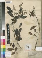 Isotype of Rhus heptaphylla Hiern [family ANACARDIACEAE]