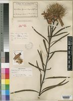 Isotype of Protea baumii Engl. & Gilg [family PROTEACEAE]