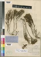 Lectotype of Walafrida polystachya Rolfe [family SCROPHULARIACEAE]