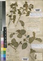 Lectotype of Strychnos spinosa Lam. var. pubescens Baker [family LOGANIACEAE]
