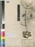 Isotype of Strychnos engleri Gilg [family LOGANIACEAE]