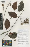 Banisteriopsis carolina W.R.Anderson [family MALPIGHIACEAE]