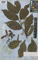 Isotype of Banisteria caapi Spruce ex Griseb. [family MALPIGHIACEAE]
