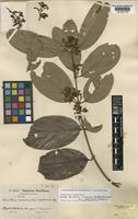 Isotype of Banisteria cinerascens (Benth.) Griseb. var. glabrescens Nied. [family MALPIGHIACEAE]