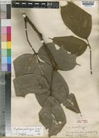 Agelaea tricuspidata Gilg ex G.Schellenb. [family CONNARACEAE]