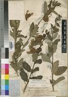 Sesamum angolense Welw. [family PEDALIACEAE]