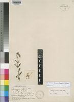Type of Orthosiphon affinis N.E.Br. [family LABIATAE]