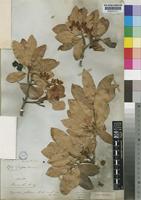 Ochna pulchra Hook.f. [family OCHNACEAE]