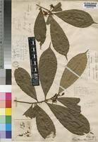 Holotype of Idertia axillaris (Oliv.) Farron [family OCHNACEAE]