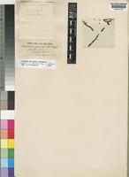 Isotype of Viscum junodii Engl. [family VISCACEAE]
