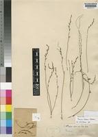 Holotype of Thesium helodes Hilliard [family SANTALACEAE]