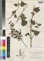 Syntype of Plectranthus zernyi Gilli [family LABIATAE]
