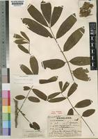 Type of Trichilia umbrifera Swynn. & Baker f. [family MELIACEAE]