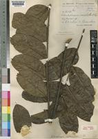 Type of Entandrophragma angolense (Welw.) C.DC. [family MELIACEAE]