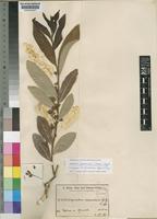 Isotype of Dichapetalum venenatum Engl. & Gilg [family DICHAPETALACEAE]