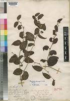 Type of Smilax anceps Willd. var. boutoni Baker [family SMILACACEAE]