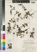 Isotype of Notholaena leachii Schelpe [family ADIANTACEAE]