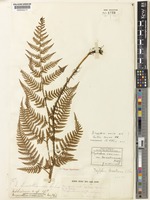 Holotype of Dryopteris bissetiana (Baker) C.Chr. [family DRYOPTERIDACEAE]