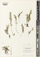 Isotype of Asplenium filipes Copel. [family ASPLENIACEAE]