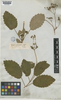 Calceolaria sinclairii Hook. [family CALCEOLARIACEAE]