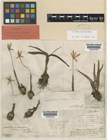 Lectotype of Colchicum corsicum Baker [family COLCHICACEAE]