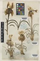 Type of Iris iberica Hoffm. [family IRIDACEAE]